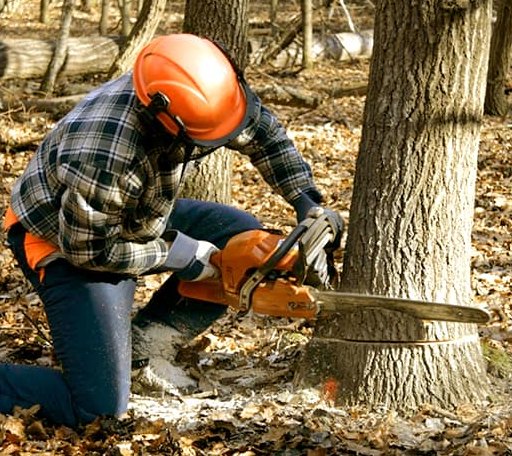 Tree Removal in New Troy, MI